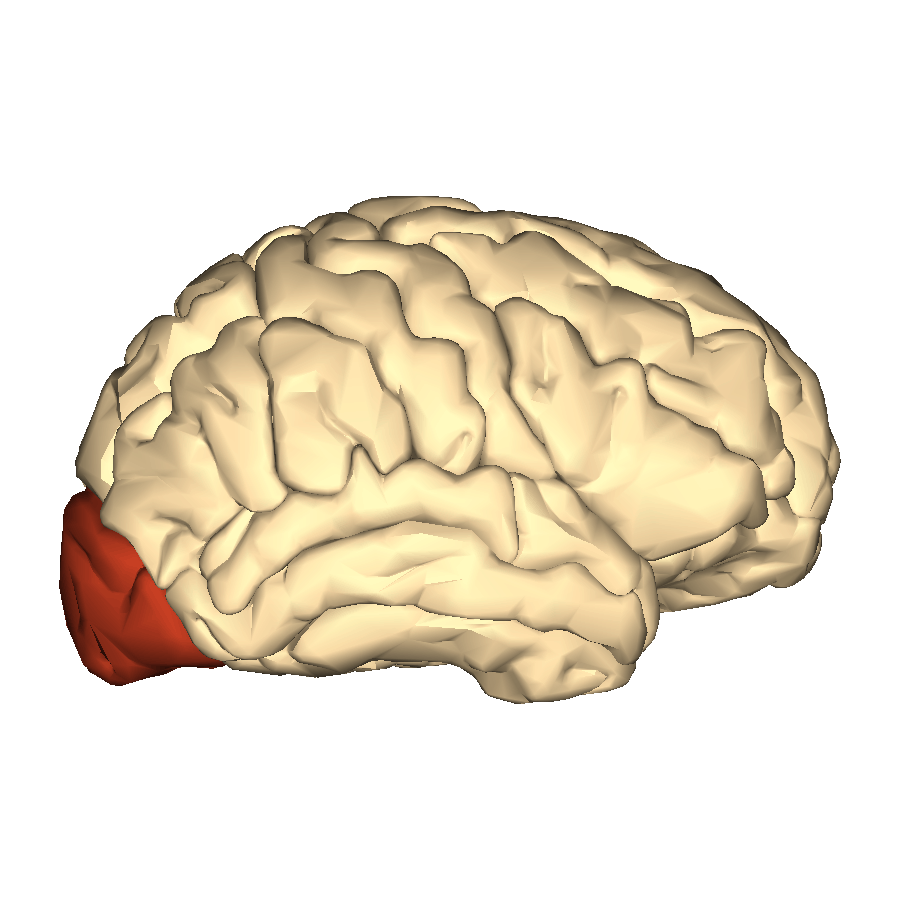 occipital lobe